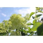 Törzses bugás hortenzia Hydrangea paniculata 'Limelight' K10.5 T90