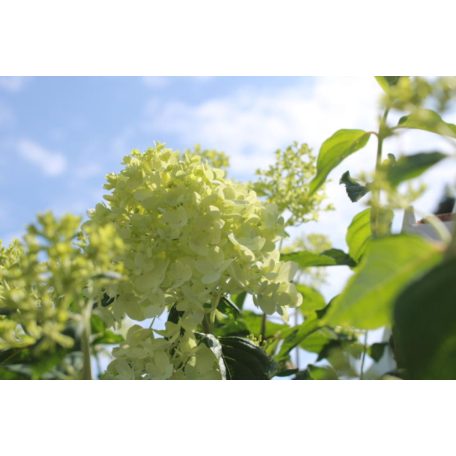 Törzses bugás hortenzia Hydrangea paniculata 'Limelight' K10.5 T90
