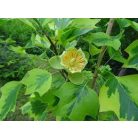Tulipánfa sárga tarka levelű Liriodendron tulipifera 'Aureomarginatum' K10.5/15 150/200cm