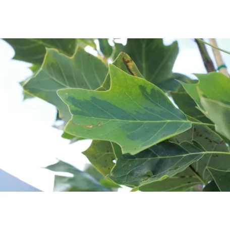Tarka levelű tulipánfa Liriodendron tulipifera 'Aureomarginatum' K10.5/15 200/250