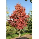 Perzsafa 'Október' Parrotia persica 'Október' K20 200/250 4/6 Bfa