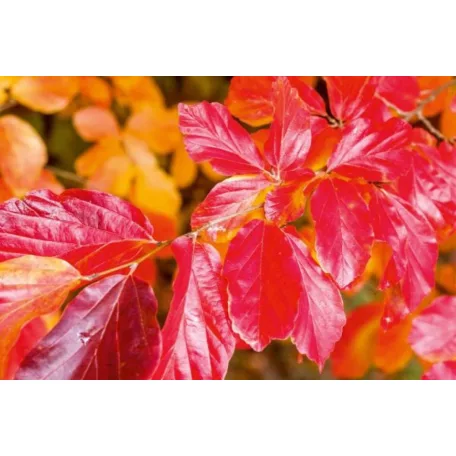 Perzsafa 'Október' Parrotia persica 'Október' K20 200/250 4/6 Bfa