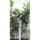 Perzsafa 'Október' Parrotia persica 'Október' K20 200/250 4/6 Bfa