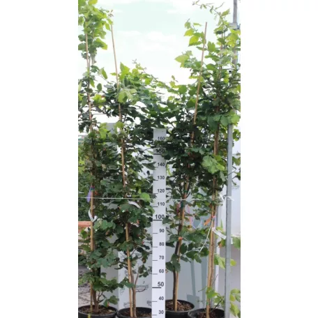 Perzsafa 'Október' Parrotia persica 'Október' K20 200/250 4/6 Bfa