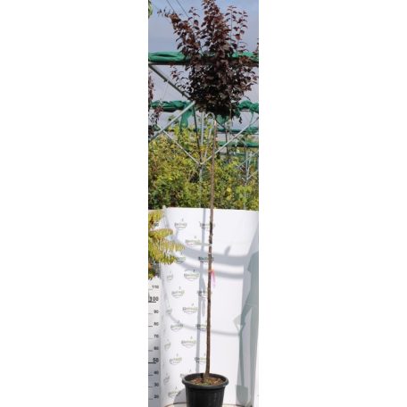 Vérszilva  Prunus cerasifera 'Nigra'  K25 3xi 8/10 T200