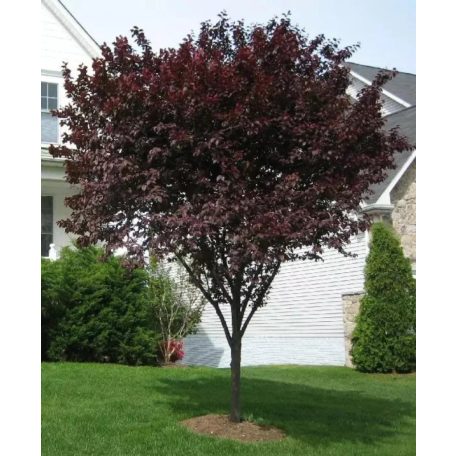 Vérszilva Prunus cerasifera 'Nigra' K25 3xi 8/10 T200