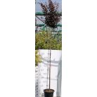 Vérszilva Prunus cerasifera 'Nigra' K25 3xi 8/10 T200