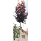 Vérszilva Prunus cerasifera 'Nigra' K25 3xi 8/10 T200