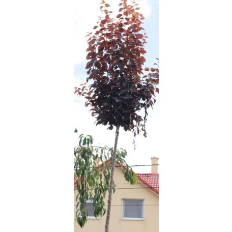 Vérszilva Prunus cerasifera 'Nigra' K25 3xi 8/10 T200