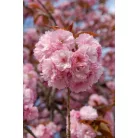 Rózsaszín virágú japán díszcseresznye Prunus serrulata 'Kanzan' K18 8/10