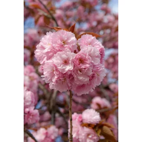 Rózsaszín virágú japán díszcseresznye Prunus serrulata 'Kanzan' K18 8/10