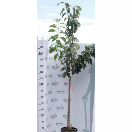Rózsaszín virágú japán díszcseresznye Prunus serrulata 'Kanzan' K18 8/10