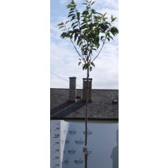   Rózsaszín virágú japán díszcseresznye Prunus serrulata 'Kanzan' K18/20/25 8/10 T200