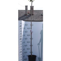   Rózsaszín virágú japán díszcseresznye Prunus serrulata 'Kanzan' K18/20/25 8/10 T200