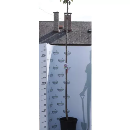 Rózsaszín virágú japán díszcseresznye Prunus serrulata 'Kanzan' K18/20/25 8/10 T200