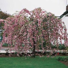   Japán díszcseresznye Prunus serrulata 'Kiku-shidare-zakura' K20 10/12 T200