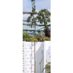   Japán díszcseresznye Prunus serrulata 'Kiku-shidare-zakura' K20 10/12 T200