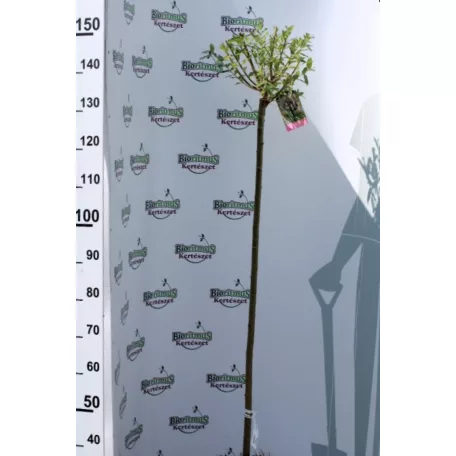 Tarkalevelű japán fűz Salix integra 'Hakuro-nishiki K5 lit. T125 cm