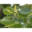 Amerikai hárs Tilia americana 'Nova' Konténeres 15 lit./20 8/10