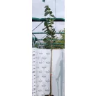 Amerikai hárs Tilia americana 'Nova' Konténeres 15 lit./20 8/10
