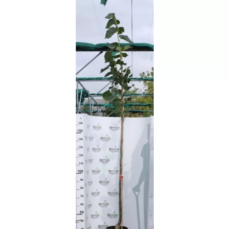 Amerikai hárs Tilia americana 'Nova' Konténeres 15 lit./20 8/10