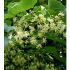 Koreai hárs Tilia insularis K20 8/10