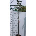 Koreai hárs Tilia insularis K20 8/10