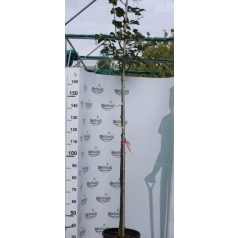 Koreai hárs Tilia insularis K20 8/10