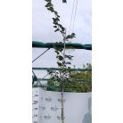 Koreai hárs Tilia insularis K20 8/10