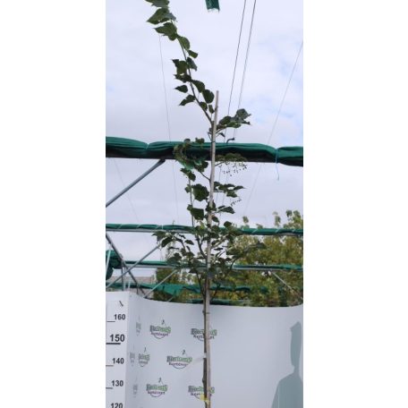 Koreai hárs Tilia insularis K20 8/10