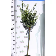   Tarkalevelű japán fűz Salix integra 'Hakuro-nishiki  T80