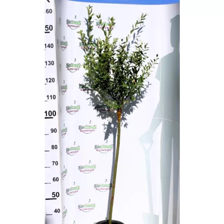 Tarkalevelű japán fűz Salix integra 'Hakuro-nishiki  T80