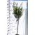 Tarkalevelű japán fűz Salix integra 'Hakuro-nishiki  T80