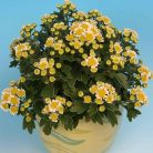 Japán aranykrizantém Ajania 'Pacific White