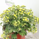 Japán aranykrizantém Ajania 'Pacific White