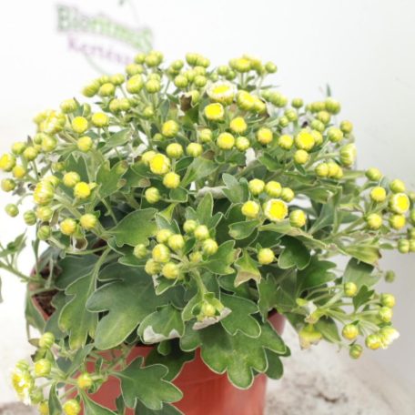 Japán aranykrizantém Ajania 'Pacific White