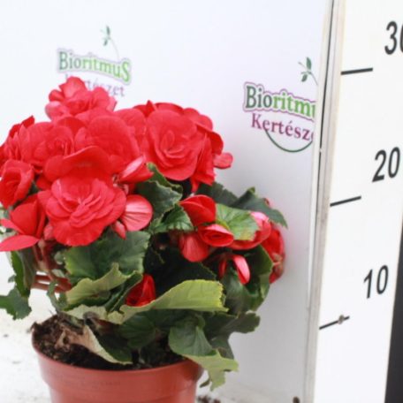 Sudár begónia Begonia elatior