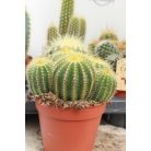 Kaktusz mix Cactus mix