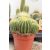 Kaktusz mix Cactus mix