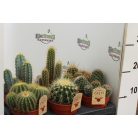 Kaktusz mix Cactus mix