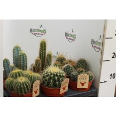 Kaktusz mix Cactus mix