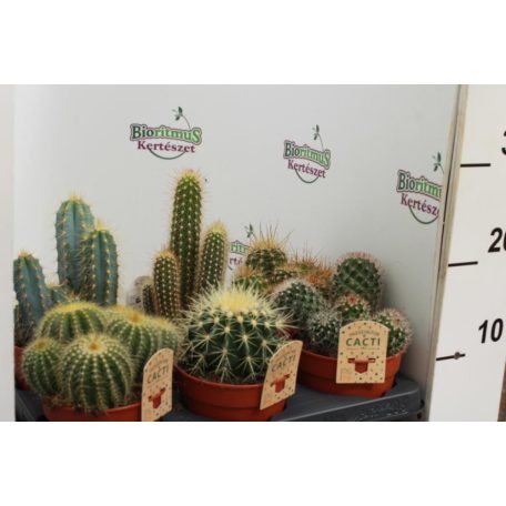 Kaktusz mix Cactus mix