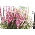 Csarab Calluna Garden Girls twins