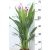 Kurkuma ”Siam Splash” Curcuma Siam Splash Extra