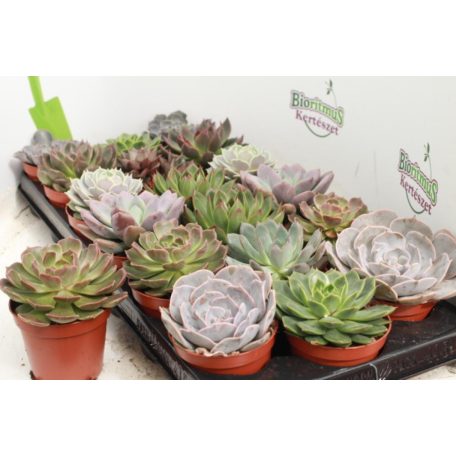 Fáskövirózsa Echeveria