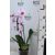 Lepkeorchidea Phalaenopsis cascade Mix 1 virágszár