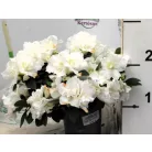 Örökzöld havasszépe (Azálea) Rhododendron simsii mix