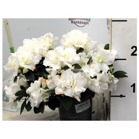 Örökzöld havasszépe (Azálea) Rhododendron simsii mix