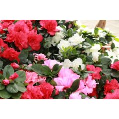 Örökzöld havasszépe (Azálea) Rhododendron simsii mix