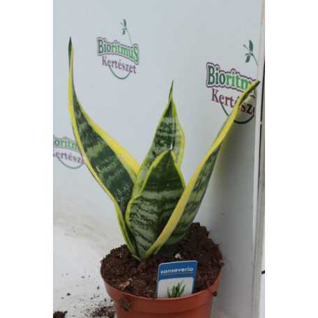 Anyósnyelv Sansevieria trif. ”Futura superba”